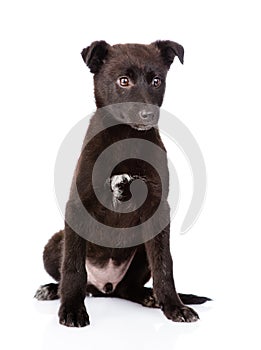 Crossbreed black puppy sitting in front. isolated on white