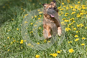 Crossbreed brown dog in a jump running at the blossoming dandelion meadow.