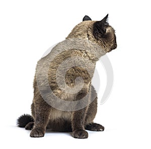 Crossbreed cat looking backwards, isolated
