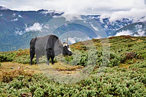 A crossbreed of Cow and Yak are locally known as Zo in Sikkim, grazing in the beautiful meadows of the mountain landscape.