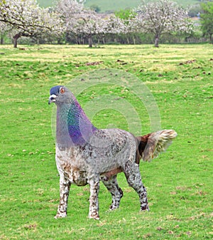 Crossbreed dog animal experiment danger science test lab bird creature unusual strange hybrid animals animal photo