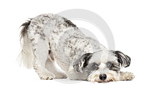 Crossbreed dog bowing and begging, isolated