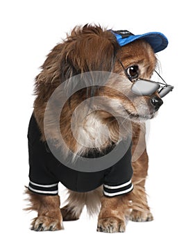 Crossbreed dog in clothes and glasses standing