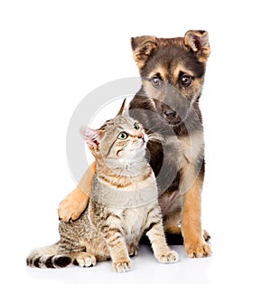 Crossbreed dog embracing small tabby cat. isolated on white