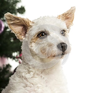 Crossbreed dog in front of Christmas decorations