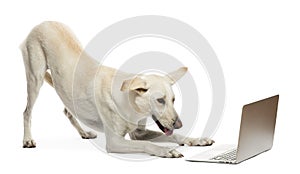Crossbreed dog looking at laptop