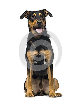 Crossbreed dog (18 months old)