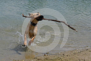 A crossbreed dog playing happily in the water