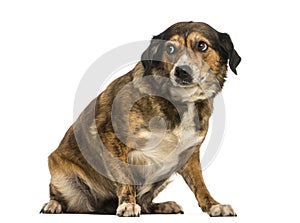Crossbreed dog sitting, looking intimidated, isolated photo