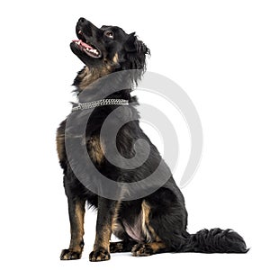 Crossbreed dog sitting, panting, looking up, isolated