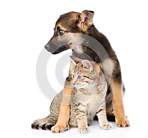 Crossbreed dog and small tabby cat. isolated on white background