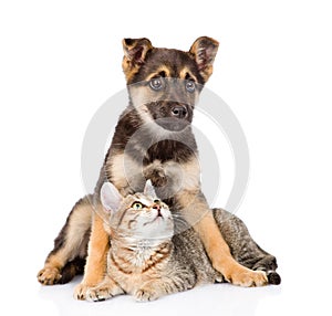 Crossbreed dog and small tabby cat. isolated on white background