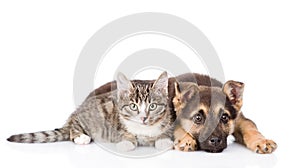 Crossbreed dog and tabby cat lying in front