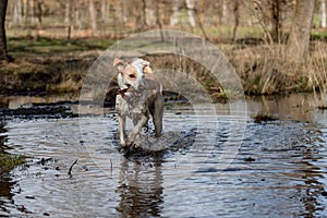 Crossbreed female dog, playing in a pond with a stick