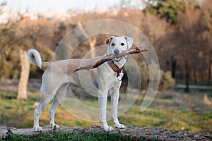 Crossbreed female dog standing with stick in her mouth at sunset in the park