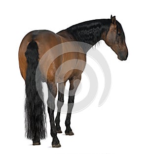 Crossbreed horse