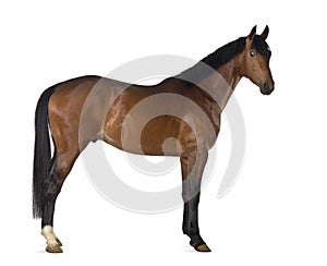 Crossbreed horse