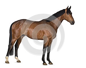 Crossbreed horse