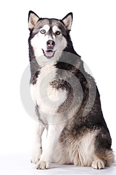 Crossbreed husky and malamut paying attention