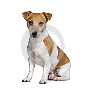 Crossbreed with a Jack russel and other unknow breed