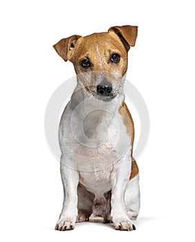 Crossbreed with a Jack russel and other unknow breed