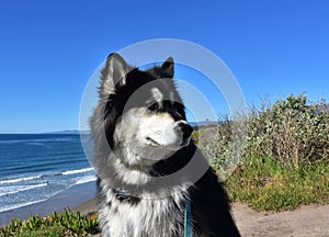 Crossbreed Malamute and Husky Dog Sitting by the Ocean