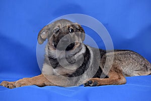 Crossbreed puppy shepherd dog