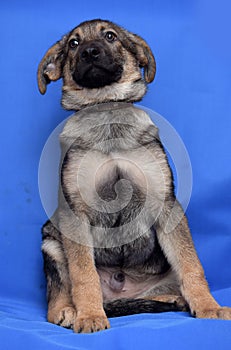 Crossbreed puppy shepherd dog