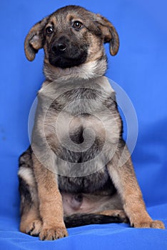 Crossbreed puppy shepherd dog