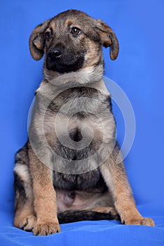 Crossbreed puppy shepherd dog