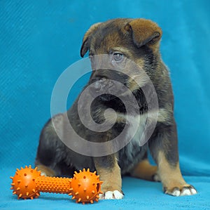 Crossbreed puppy shepherd dog on a blue background