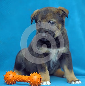Crossbreed puppy shepherd dog on a blue background