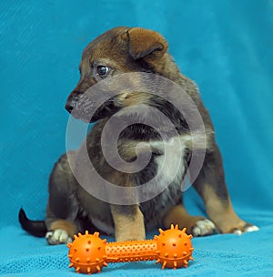 Crossbreed puppy shepherd dog on a blue background