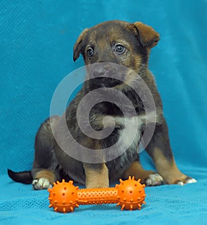 Crossbreed puppy shepherd dog on a blue background