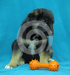 Crossbreed puppy shepherd dog on a blue background