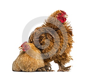 Crossbreed rooster, Pekin and Wyandotte photo