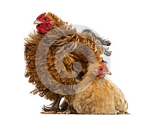 Crossbreed rooster, Pekin and Wyandotte photo
