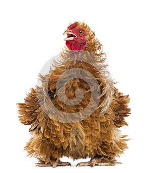 Crossbreed rooster, Pekin and Wyandotte, looking photo