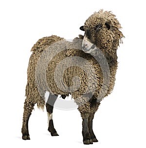 Crossbreed sheep standing in front of white background