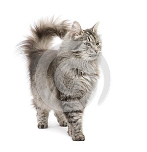 Crossbreed Siberian cat and persian cat