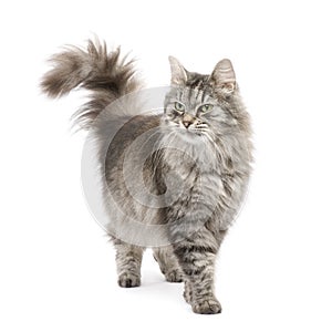 Crossbreed Siberian cat and persian cat photo