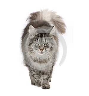 Crossbreed Siberian cat and persian cat