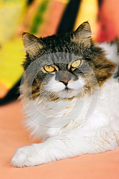 Crossbreed Siberian and persian cat