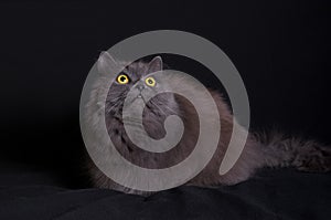Crossbreed of siberian and persian cat lying on black background