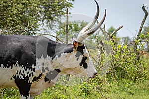 A crossbreeding cow with Ankole watusi cow and Holstein Friesian cow, Lake Mburo National Park, Uganda.