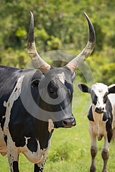 A crossbreeding cow with Ankole watusi cow and Holstein Friesian cow, Lake Mburo National Park, Uganda.