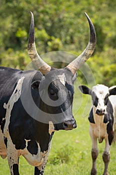 A crossbreeding cow with Ankole watusi cow and Holstein Friesian cow, Lake Mburo National Park, Uganda. photo