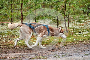 Crosscountry dryland sled dog mushing race