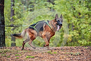 Crosscountry dryland sled dog mushing race