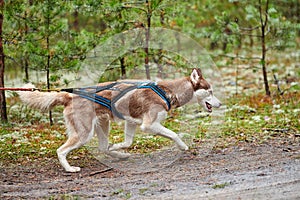 Crosscountry dryland sled dog mushing race